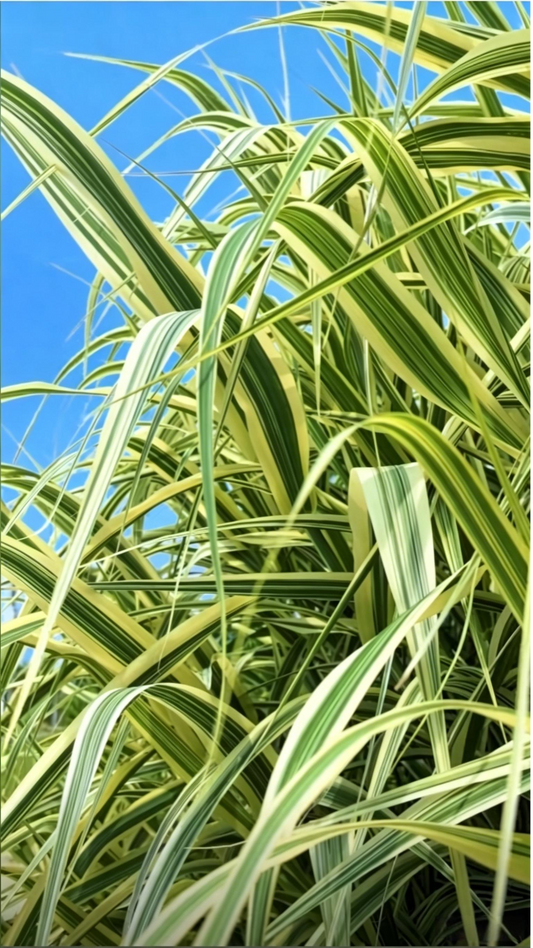 Variegated Reed Arundo donax - Main