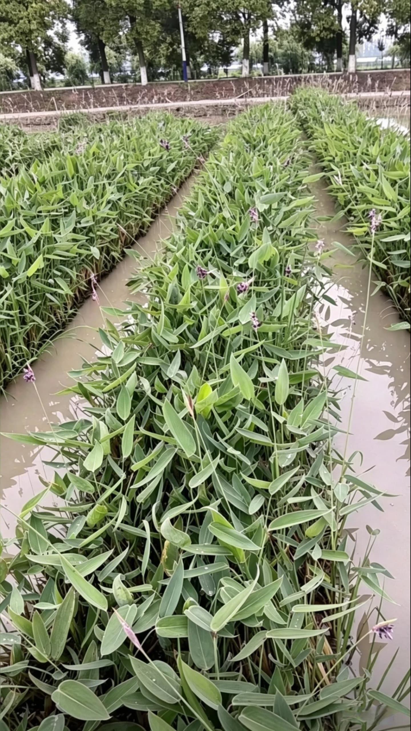 Thalia dealbata - Field cultivation scene: rows of Thalia dealbata planted in shallow water with clear reflections showcasing wetland aquatic plant application effects
