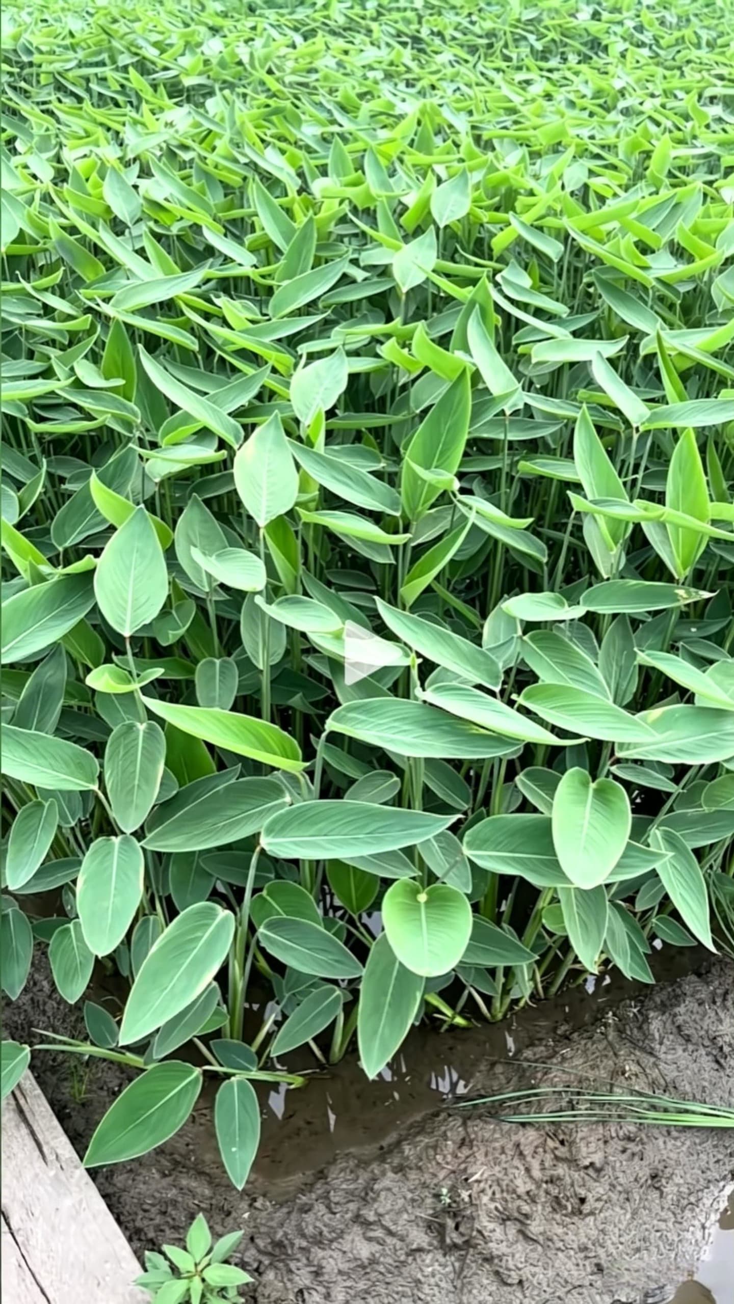 Powdery Thalia (Thalia dealbata) - Nursery field dense planting area, expansive sea of green Thalia leaves, broad leaves densely covering the ground, large-scale wetland plant production scene.