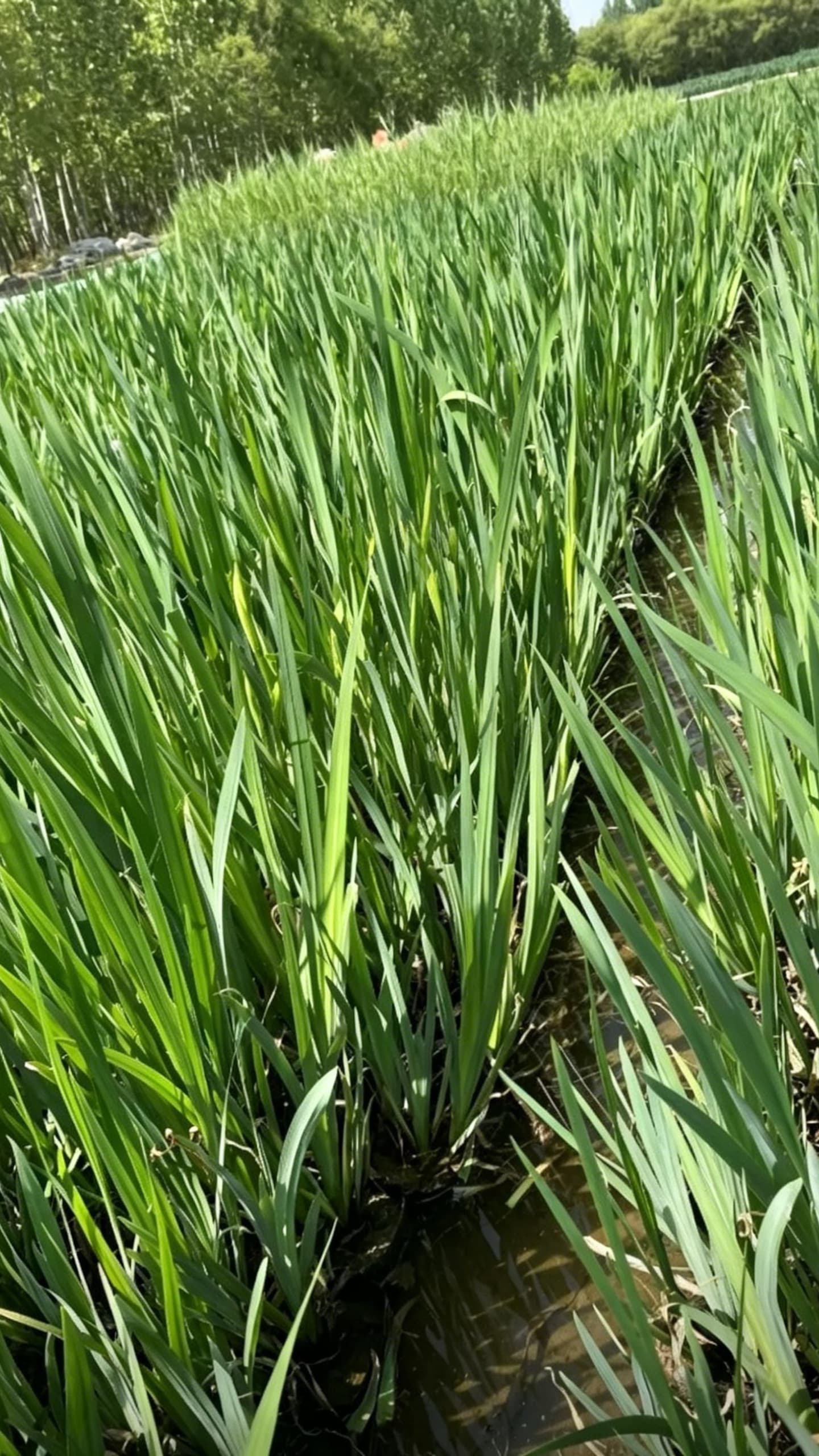 Iris pseudacorus - زمنية من زاوية منخفضة تظهر الأوراق الرقيقة والقوية مع الشمس تسقط عليها الضوء، على الماء هناك مخلفات وأجسام حمراء