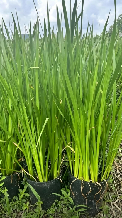 Yellow Iris Iris pseudacorus - Detail 2